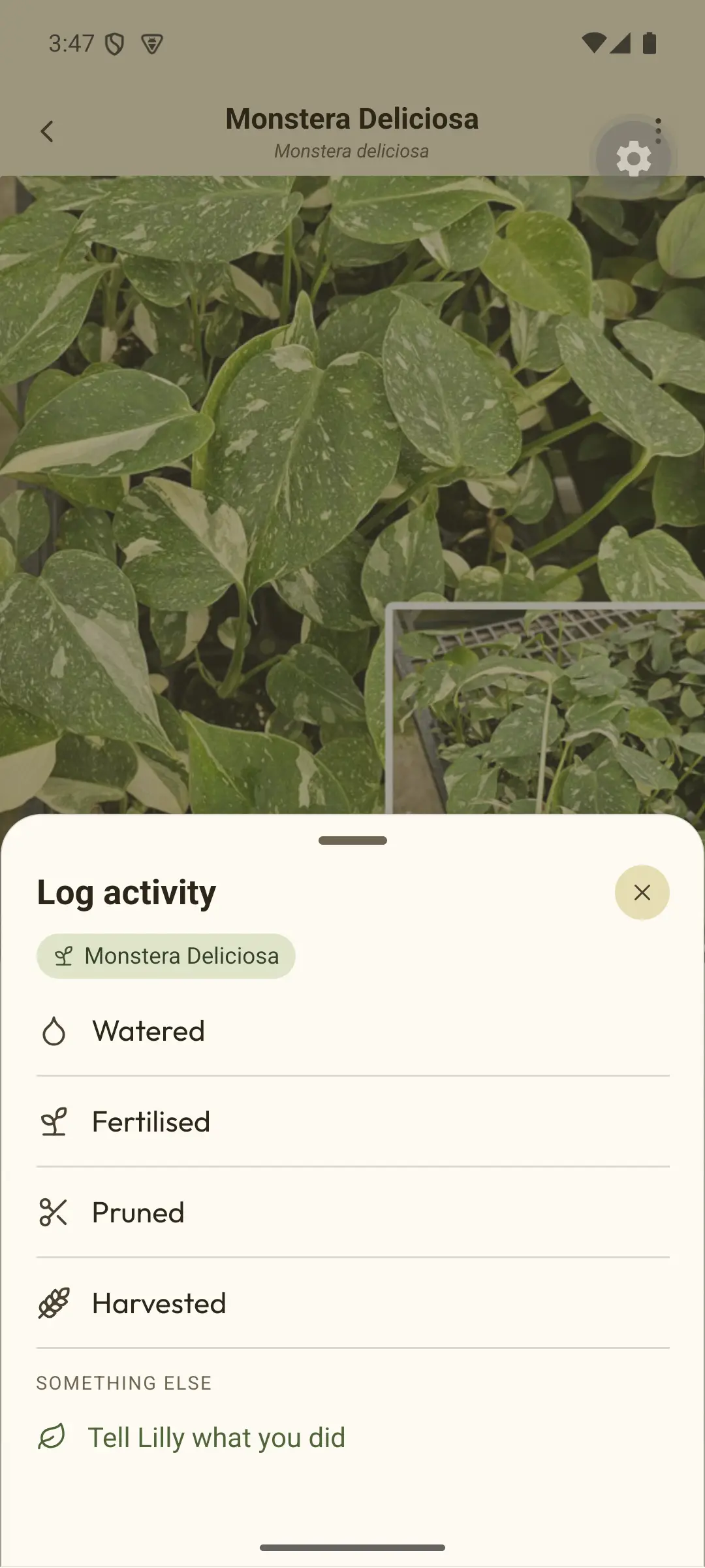 Real beta screen, from when the app was called Lilly. Log activity sheet for Monstera Deliciosa with choices Watered, Fertilised, Pruned and Harvested, then Something else: Tell Lilly what you did.